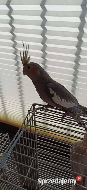 Papuga nimfa Kraków