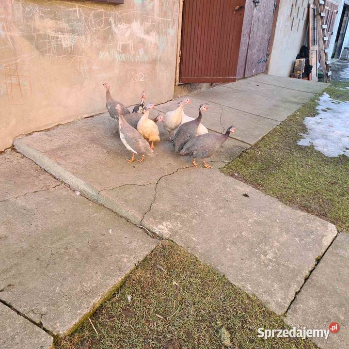 Perliczki z żółtą nóżką jajka lęgowe Drób i ptactwo Skołyszyn