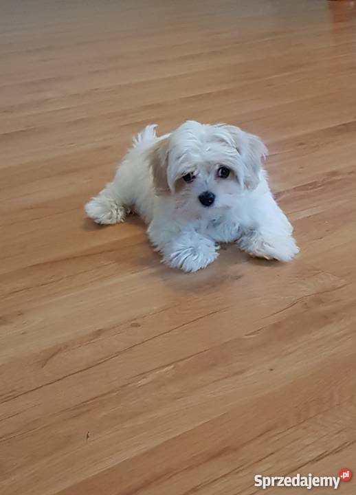 Maltańczyk śliczna sunia mazowieckie sprzedam