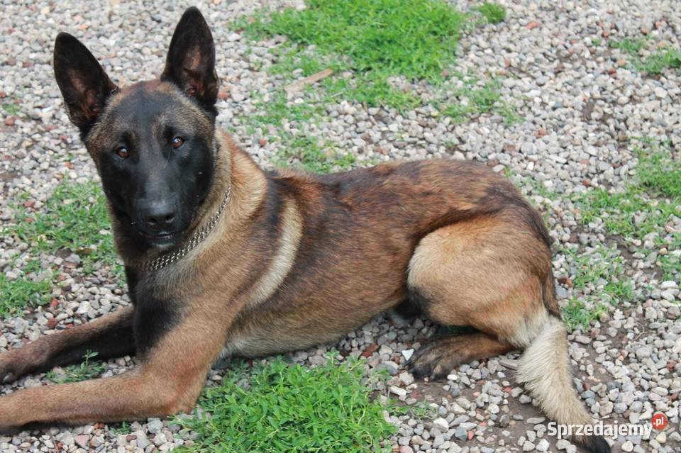 Owczarek holenderski Malinois Ustka