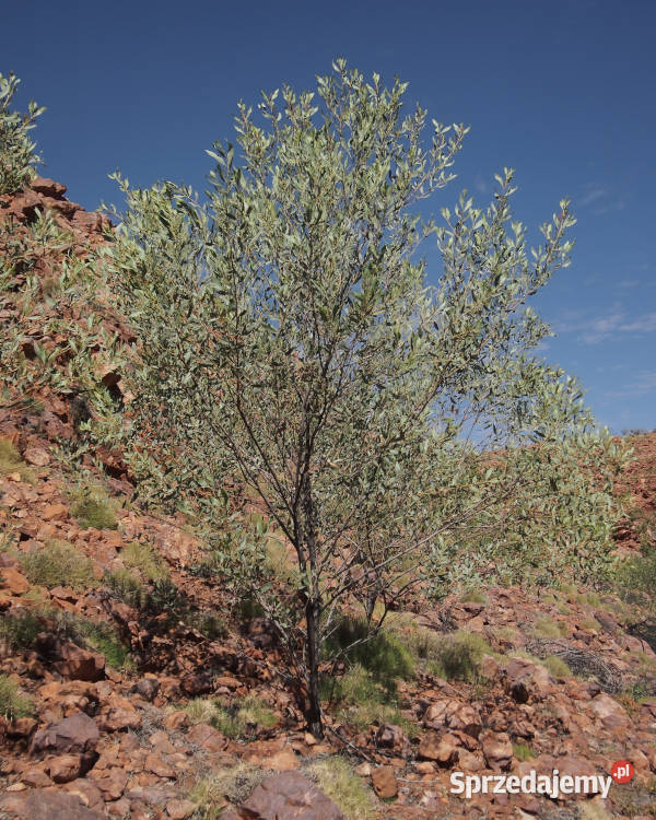 AKACJA HOLOSERICEA Acacia holosericea NASIONA Nasiona