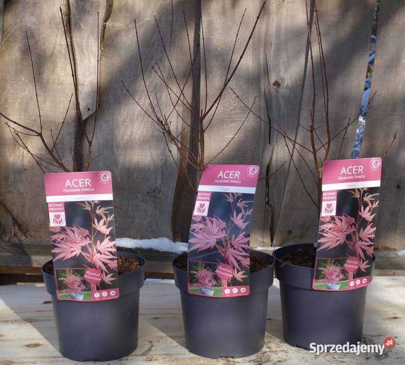 Klony palmowe Osakazuki BloodgoodFirecrocker Liściaste wielkopolskie Osiny