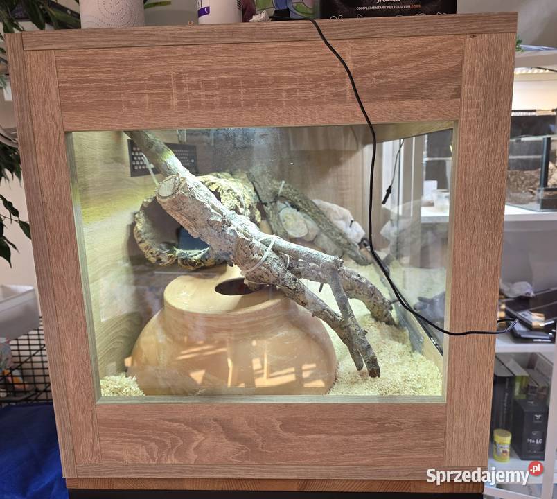 Pyton królewski terrarium dokumenty Warszawa
