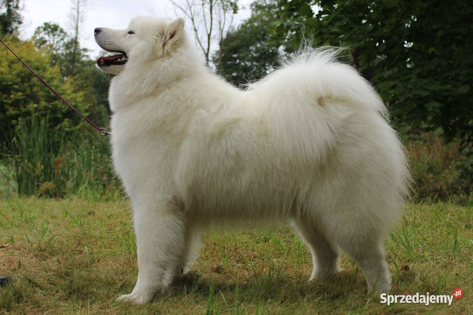 samoyed szczeniaki ZKwP Pozostałe
