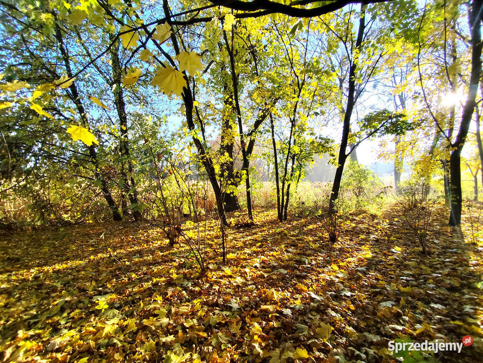 Sprzedam siedlisko w gminie Garbów