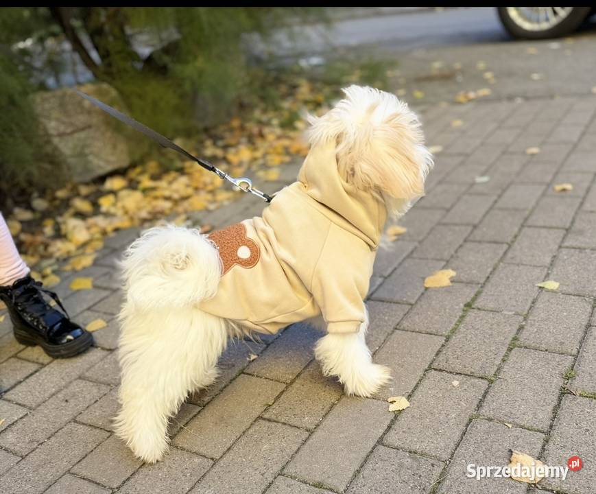 Maltipoo piękny piesek Pozostałe dolnośląskie Wałbrzych