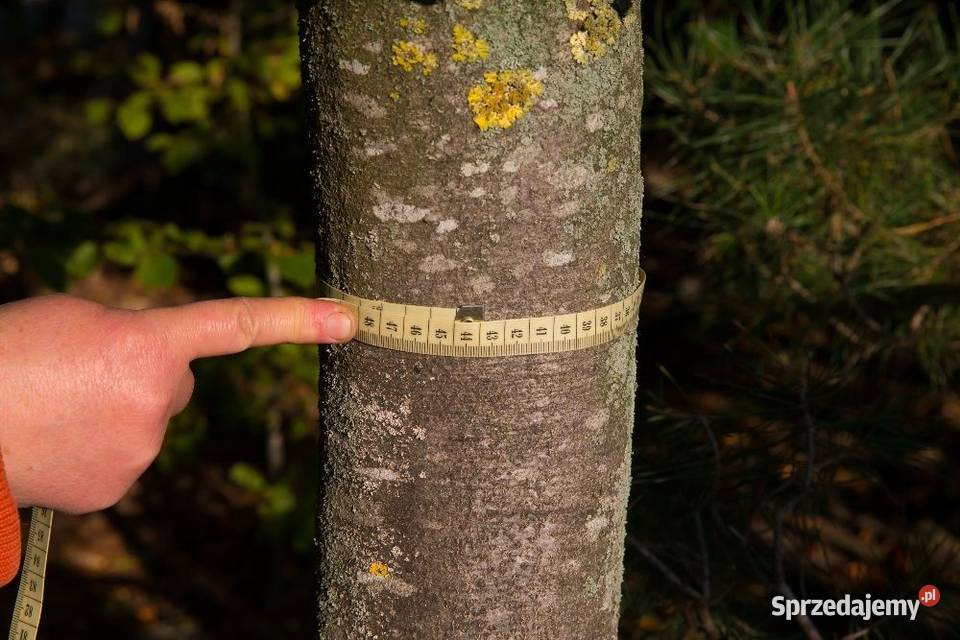 Buk pospolity Fagus sylvatica obwód 68 wys 23 m sprzedam