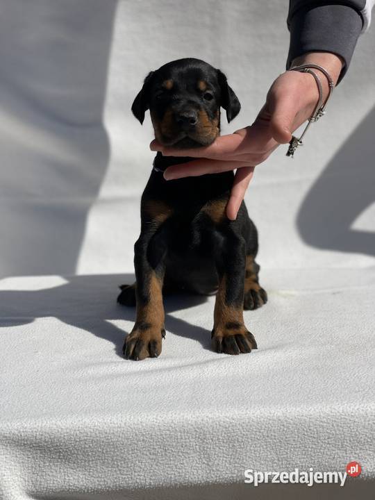 Doberman Piękne Szczenięta opolskie Walce