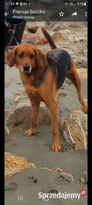 SZCZENIETA OGARA POLSKIEGO ZWYCIESCY SWIATA RAS łódzkie Ozorków