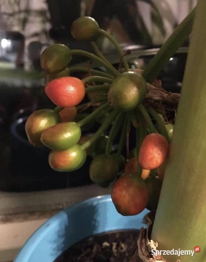 Krasnokwiat Katarzyny odmiana King Albert Ogród Kraków