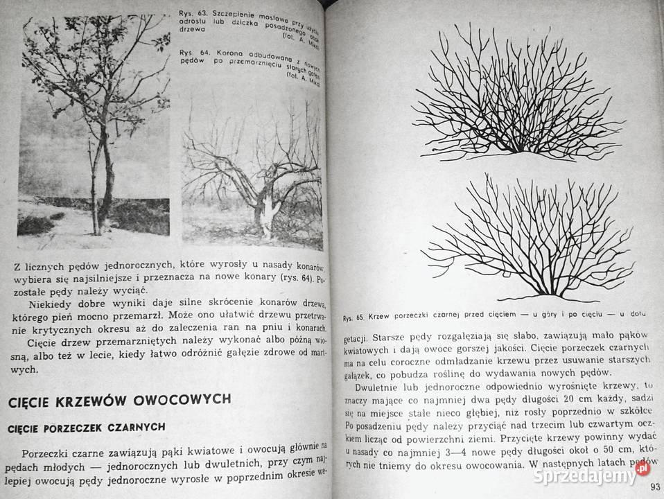 ABC Sadownictwa Moja działka Augustyn Mika miękka Chełm sprzedam