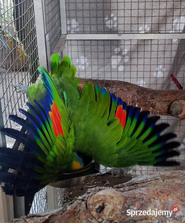 Papuga Amazonka Modrobrewa