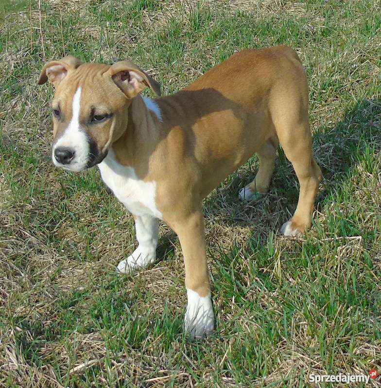 piękne szczenięta american staffordshire terrier Rozdziały