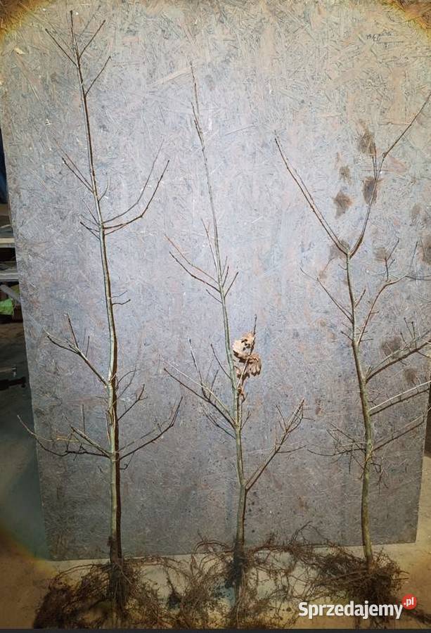 Sadzonki Dębu 110 150 Szczecinek