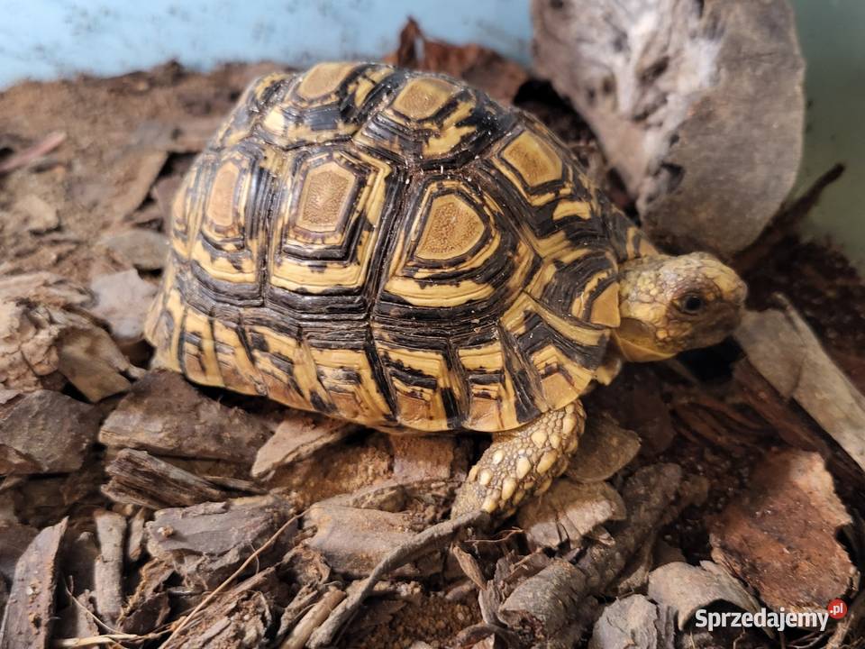Żółw Lądowy Lamparci Sklep Zoologiczny Katowice
