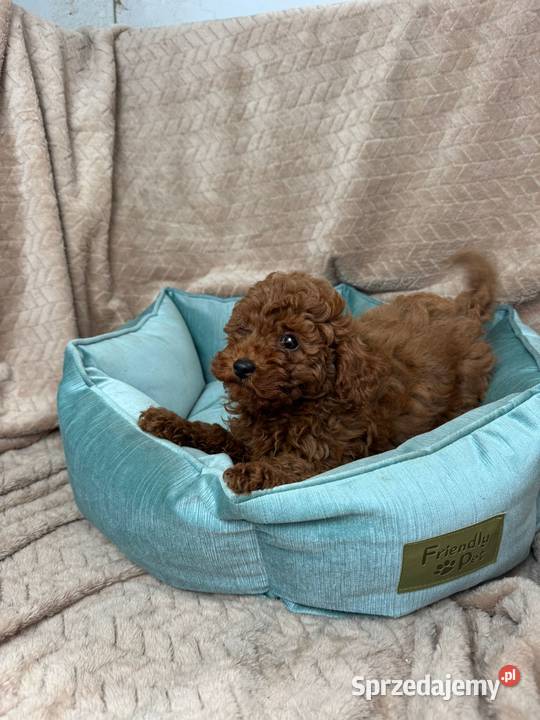 pudel toy Szczecin sprzedam