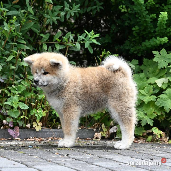 Akita inu akita japońska suczka FCI gotowa do Akita śląskie Częstochowa