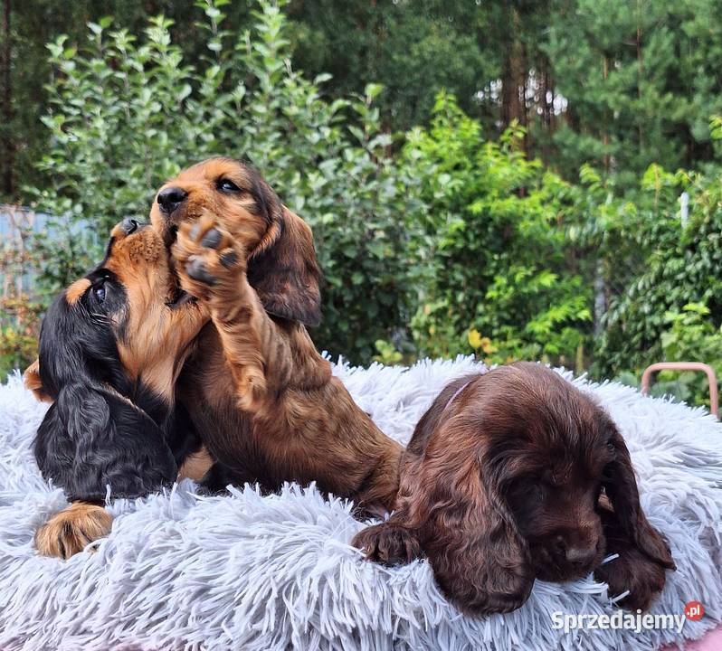 Cocker spaniel angielski kujawsko-pomorskie sprzedam