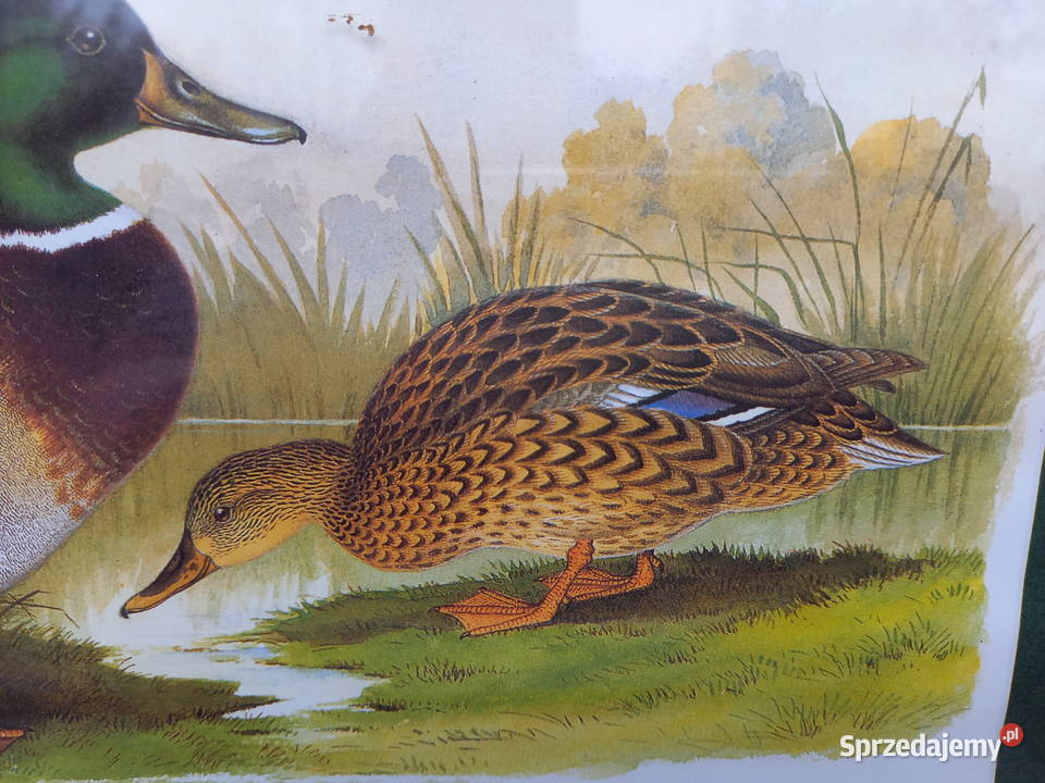 Obraz obrazek grafika kaczki kaczka drewniana odcienie zieleni Warszawa sprzedam