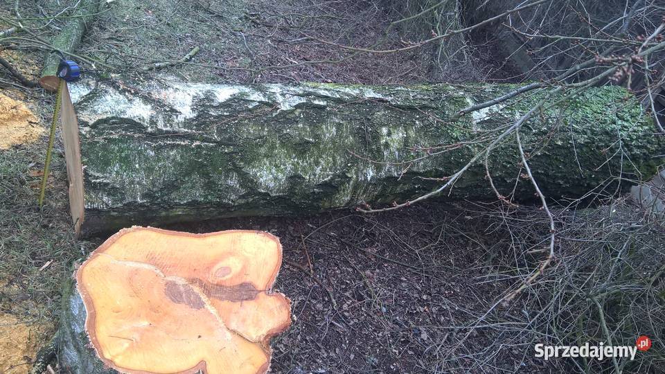Kłoda brzoza średnica 60 dł320 lubelskie Lubartów