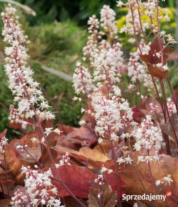 ŻURAWKA Caramel Heuchera sadzonki w doniczkach Ustronie