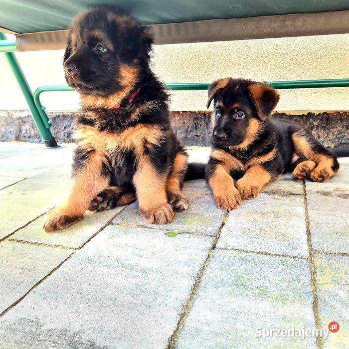 Owczarek Niemiecki ZKwP FCI