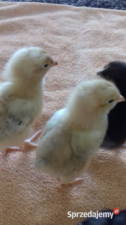 Sprzedam drub Krasnopol