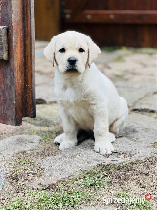 Labrador Retriever szczeniaki wielkopolskie Przygodzice