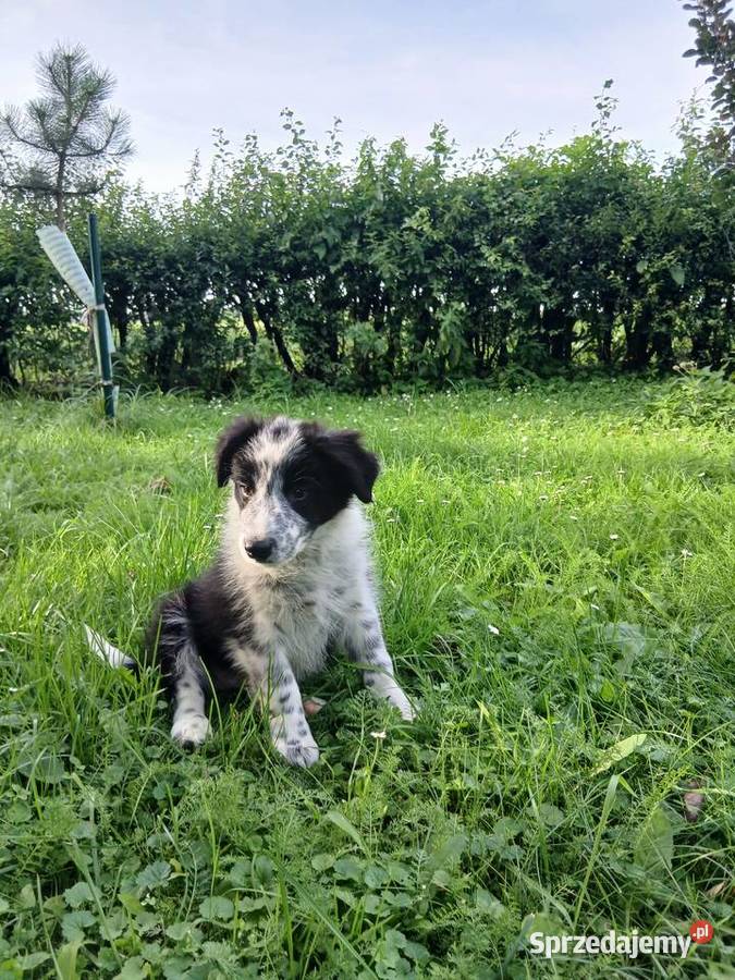 Border collie śliczny piesek Toruń