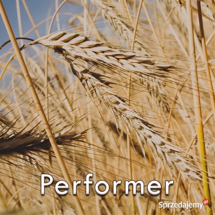 Nasiona żyto performer 1 jednostka Kłodawa