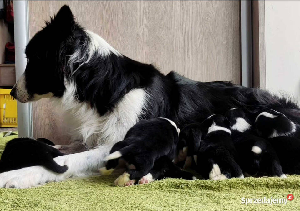 Szczeniak BORDER COLLIE z prof Hodowli Pies z Kraków