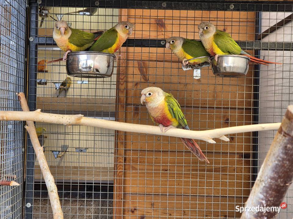 Rudosterka zielonolica Rudosterki zielonolice Buków