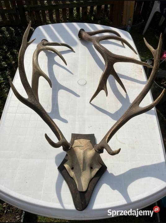 Sprzedam poroże Dekoracje i ozdoby Stanisławka sprzedam