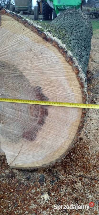Jesion kłoda lubelskie Krasnystaw