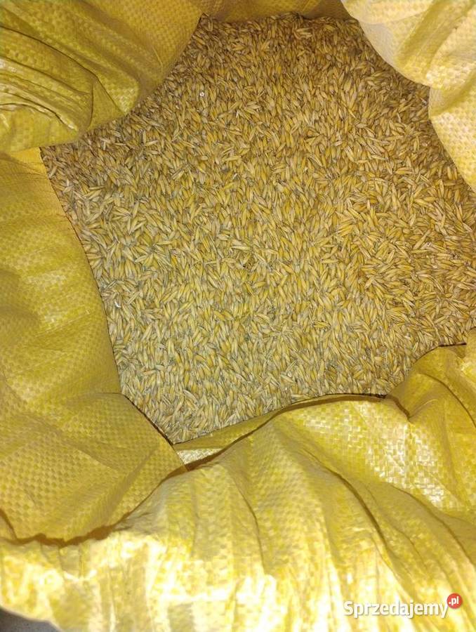 Mieszanka owies z jęczmieniem Męcina sprzedam