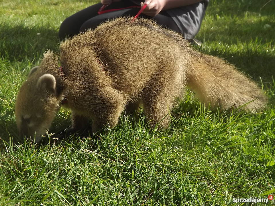Ostronos Coati młodziutki samczyk Kołobrzeg sprzedam