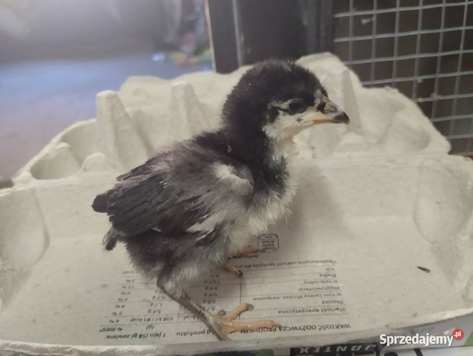 Pisklęta kurczęta ayam cemani vorwerk hamburskie