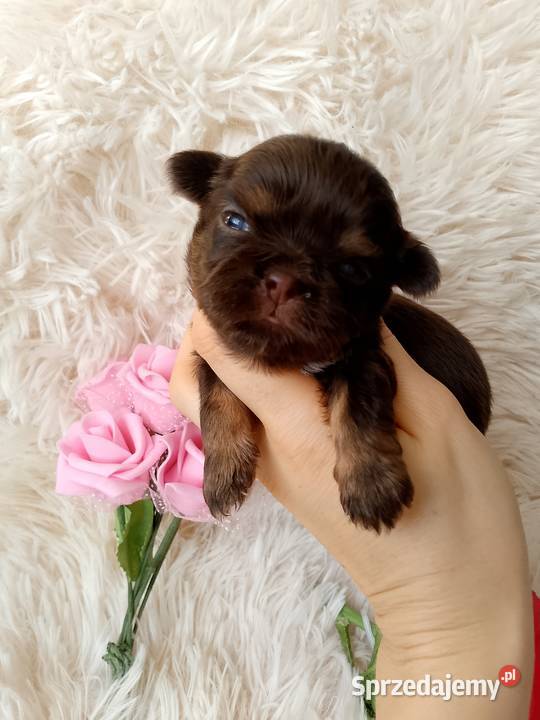 Czekoladowa suczka rasy ShihTzu szuka domku Namysłów