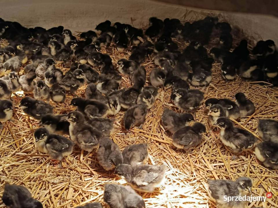 Kurczęta same kurki green shell marans Radwan sprzedam