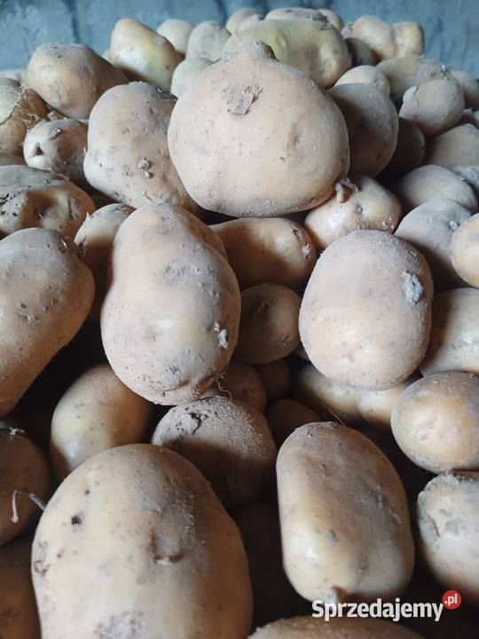 Sprzedam ziemniaki Ranomi Mirella Nowosielce