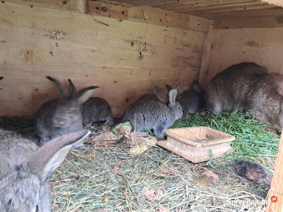 Króliki hodowlane Lublin