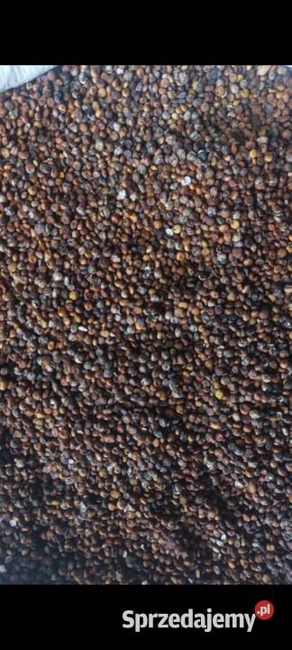 Sorgo czerwone świętokrzyskie Opatów