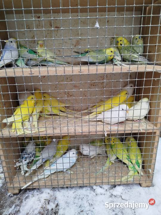 Nimfy faliste sprzedamzamienię Bukowiec