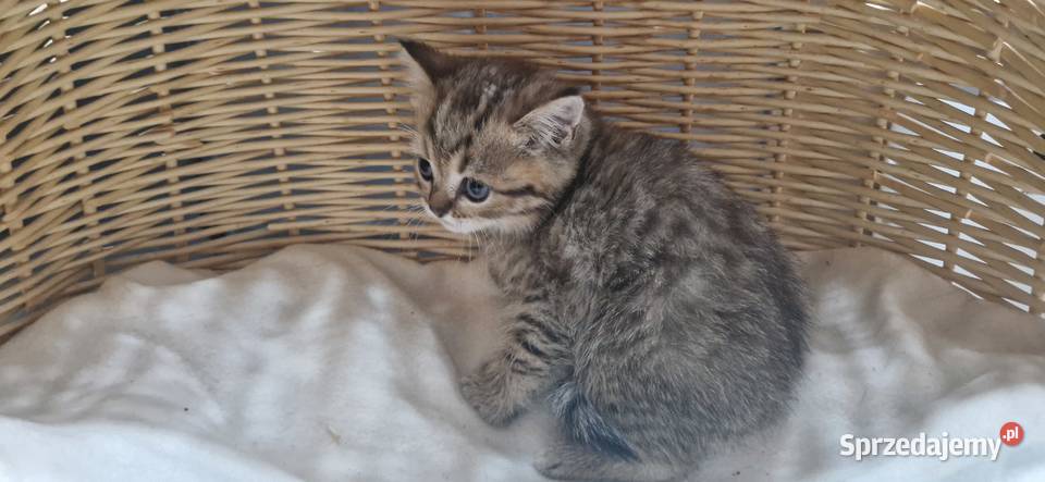 Kocurek Brytyjski złocisty pręgowany Katowice