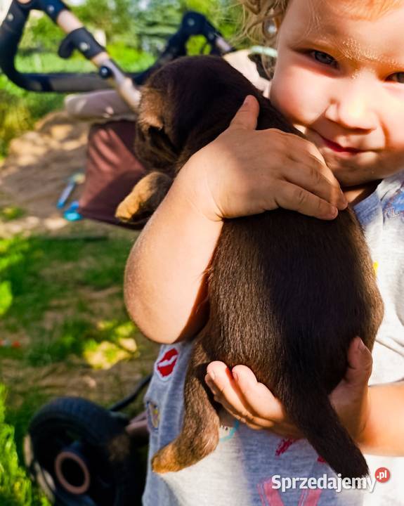 Terier niemiecki czekoladowy szczenięta Sokołów Podlaski