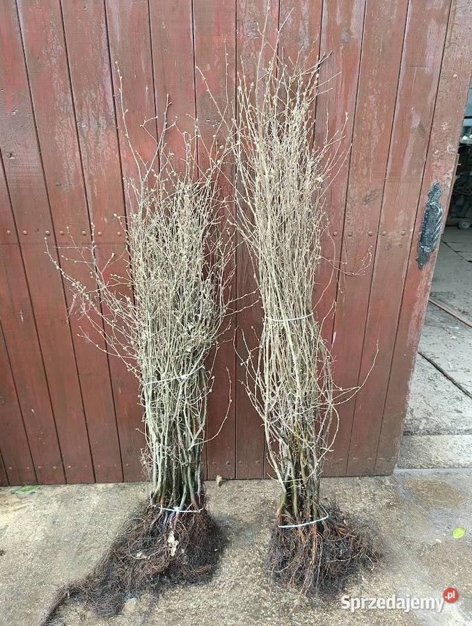 Sadzonki Graba 150 160 na żywopłot