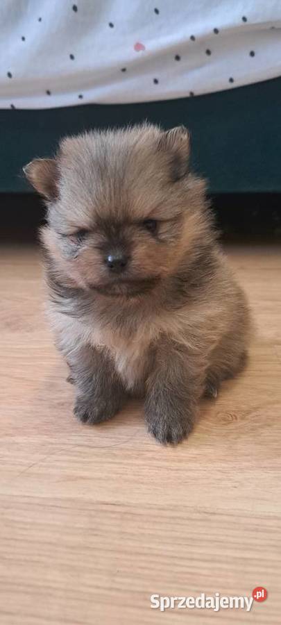 Szpic miniaturowy Pomeranian Szpic miniaturowy Suwałki