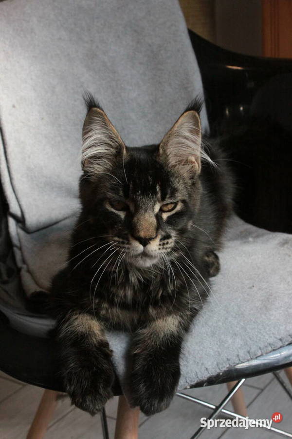 Super Kocięta Maine coon sprzedam Komornica
