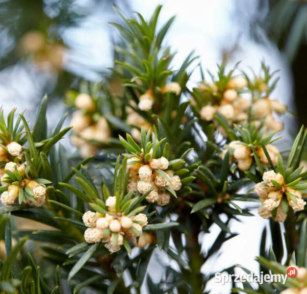 CIS POSPOLITY Taxus baccata NASIONA 140 sztuk Lubanie