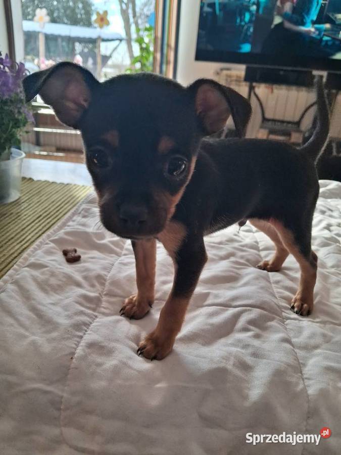 Toy rosyjski krótkowłosy warmińsko-mazurskie Orzysz